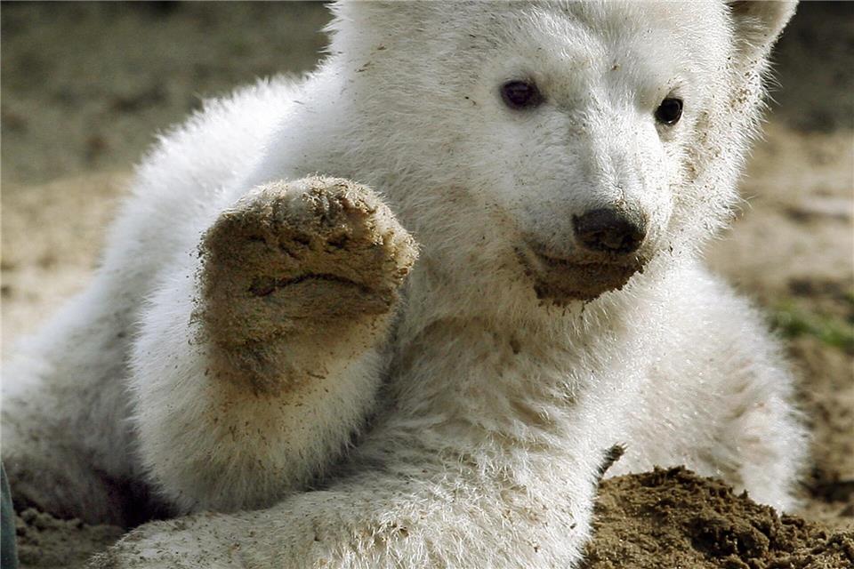 Eisbär-Baby Knut grüßt 2007 mit erhobener Tatze.Wolfgang Kumm/dpa