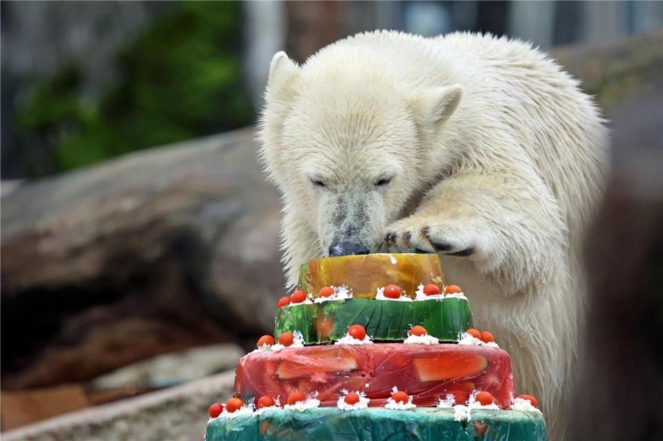 Eisbär Mika feiert im Zoo Karlsruhe mit einer Torte seinen ersten Geburtstag.Timo Deible/Zoo Karlsruhe  /dpa