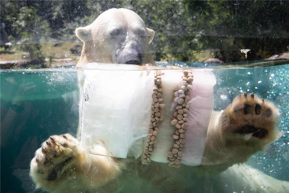 Eisbombe zur Abkühlung: Eisbär in französischem ZooSebastien Bozon/AFP/dpa