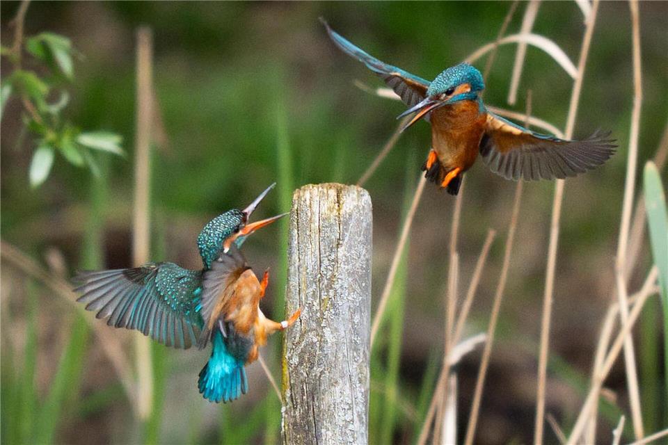 Eisvögel im Flug in der Nähe von Broxbourne in Großbritannien.James Manning/PA Wire/dpa