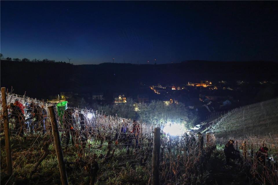 Eiswein darf nur bei Temperaturen von mindestens minus sieben Grad Celsius gelesen werden.Daniel Löb/dpa