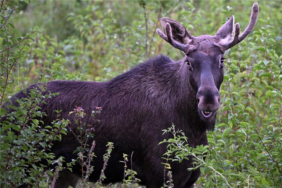 Elch Emil steht zwischen Büschen. Diese Aufnahme wurde im vergangenen September in Österreich gemacht. (Archivbild)Helmut Fohringer/APA/dpa