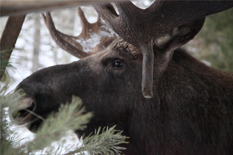 Elche gehören zu Schweden wie Abba, Ikea und Zimtschnecken. (Illustration)Demy Becker/dpa