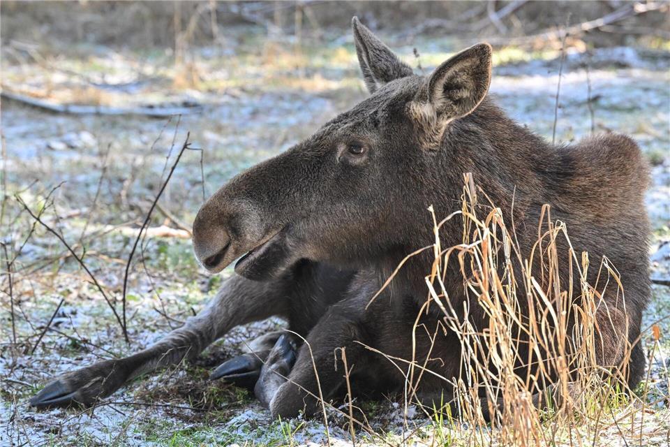 Elchkuh Olga auf der Flucht - „Besser hier als in Bottrop“ Elchkuh Olga streift noch immer durch Brandenburg. (Symbolbild)Patrick Pleul/dpa