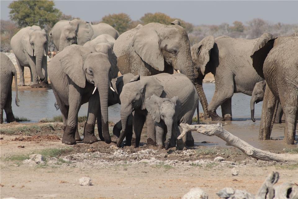 Elefanten in freier Wildbahn gehören zu den beeindruckendsten Szenen, die sie aus Afrika mitgebracht hat.