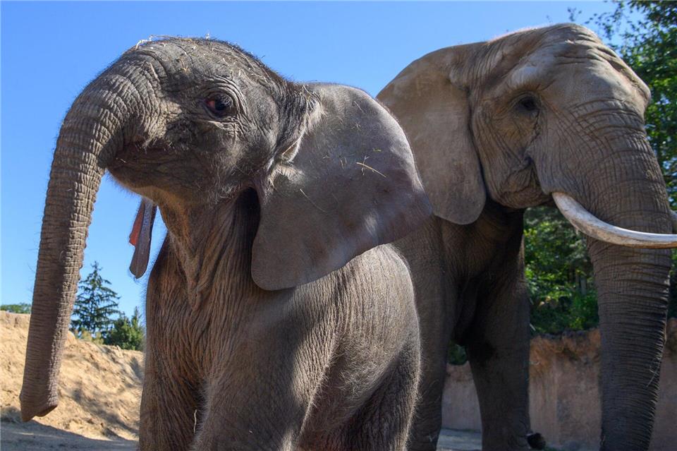 Elefantenjunges erkundet Außenanlage im Zoo MagdeburgKlaus-Dietmar Gabbert/dpa
