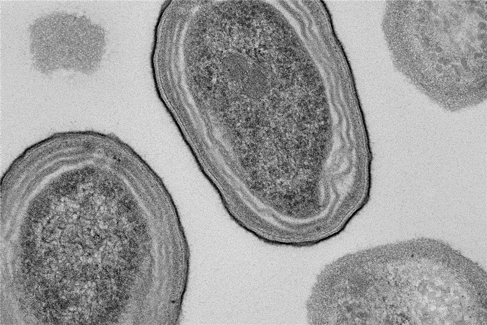 Elektronenmikroskopische Aufnahme von Prochlorococcus-Zellen.Natalie Kellogg/dpa