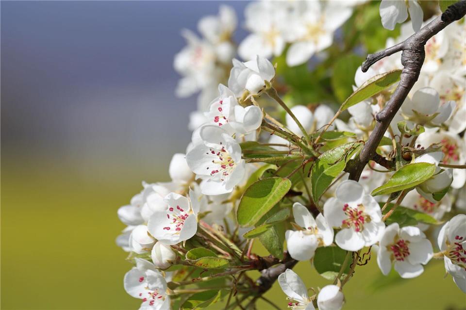 Empfindliche Blüten: Obstbauern in Sachsen und Sachsen-Anhalt blicken mit Sorge auf die bevorstehenden Nachtfröste. (Archivbild)Matthias Bein/dpa