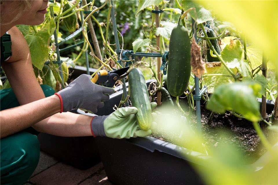Empfindlicher als Tomaten: Gurken reagieren auf Trockenheit und brauchen regelmäßig Wasser.picture alliance / dpa Themendienst