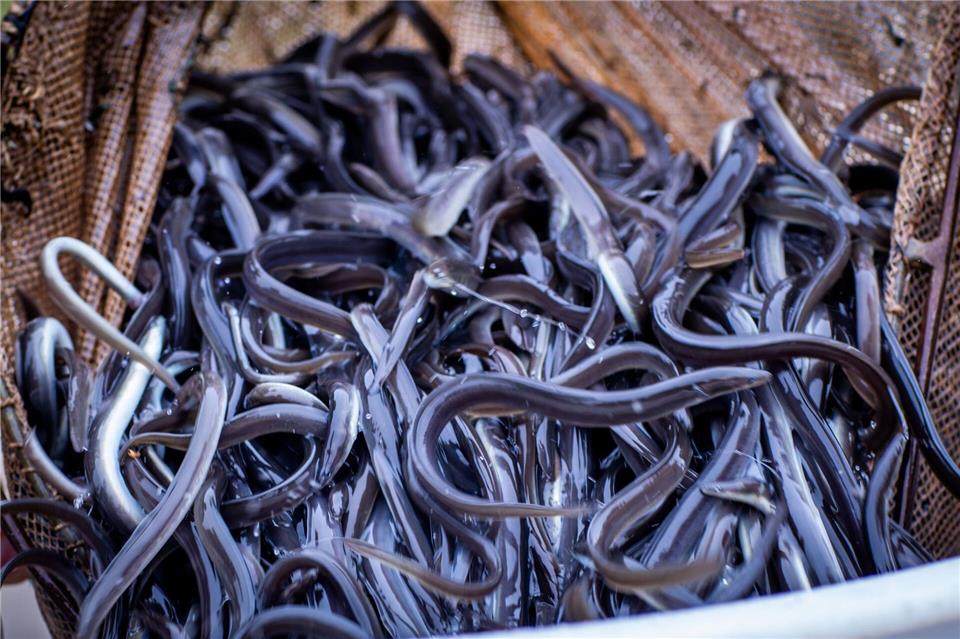 Ende 2026 wird auf EU-Ebene der Rahmen für zukünftige Fischereimaßnahmen zum Schutz des Aals neu festgelegt. (Archivbild)Jens Büttner/dpa