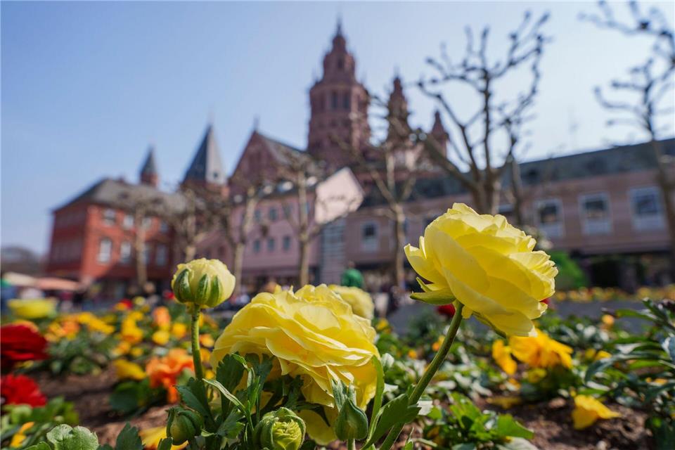 Ende April geht es in Mainz um Sekt und Wein. (Symbolbild) Andreas Arnold/dpa