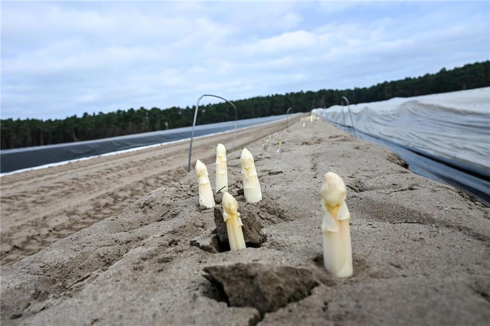 Ende März soll die Erntezeit für Beelitzer Spargel beginnen. (Archivbild)Jens Kalaene/dpa