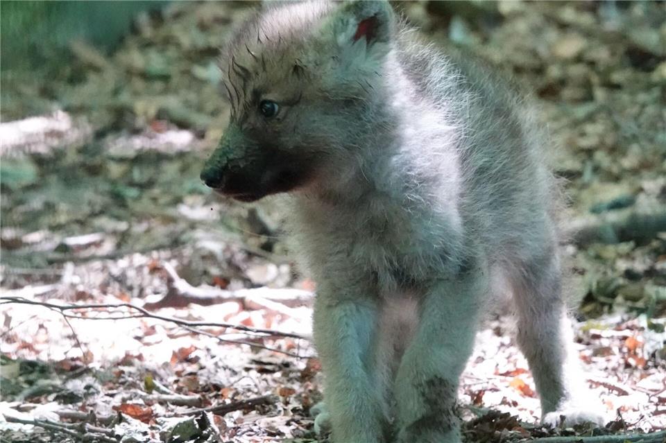 Ende Mai gab es Nachwuchs bei den Polarwölfen des Stralsunder Zoos. (Handoutbild)-/Hansestadt Stralsund/dpa