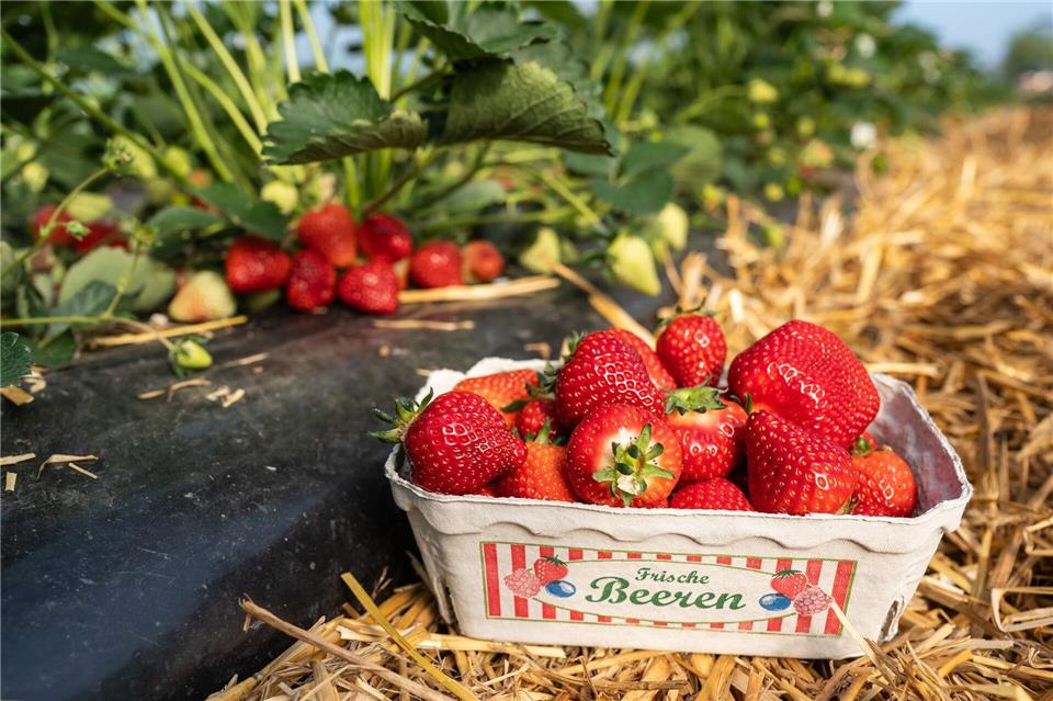 Ende der Woche gehen die ersten Erdbeeren der Saison in den Verkauf.Silas Stein/dpa