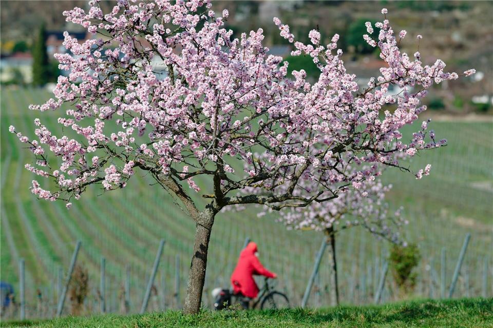 Endlich blüht es - in Rheinland-Pfalz an vielen besonderen Orten. (Symbolbild)Uwe Anspach/dpa