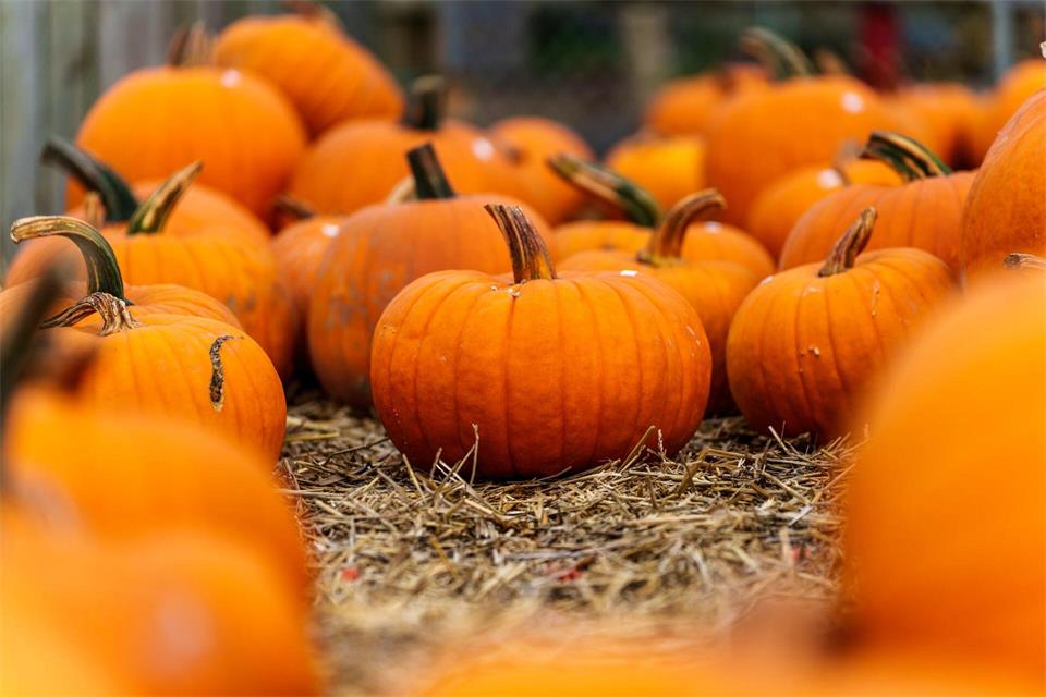 Endlich wieder Kürbis-Zeit - im Herbst haben sie wieder Konjunktur. (Archivbild) Andreas Arnold/dpa