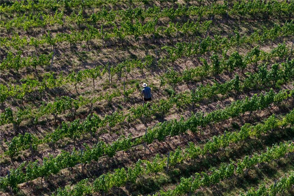Endspurt beim Weinbau in Baden-Württemberg. (Archivbild)Marijan Murat/dpa