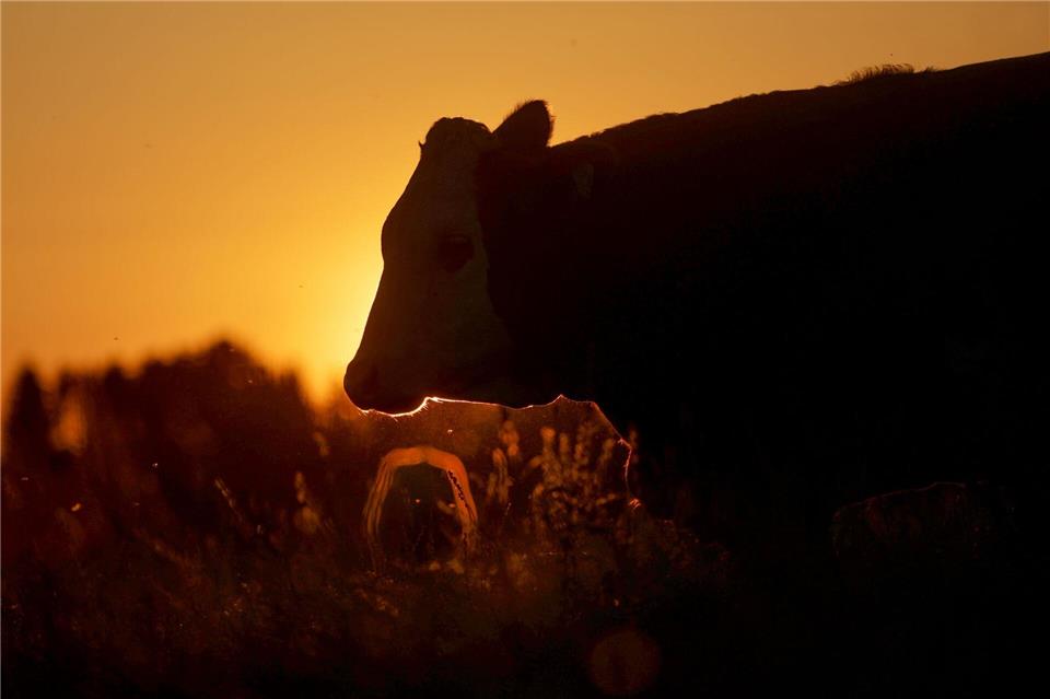 Ene mene muh, im Sonnenlicht steht eine Kuh. Thomas Warnack/dpa
