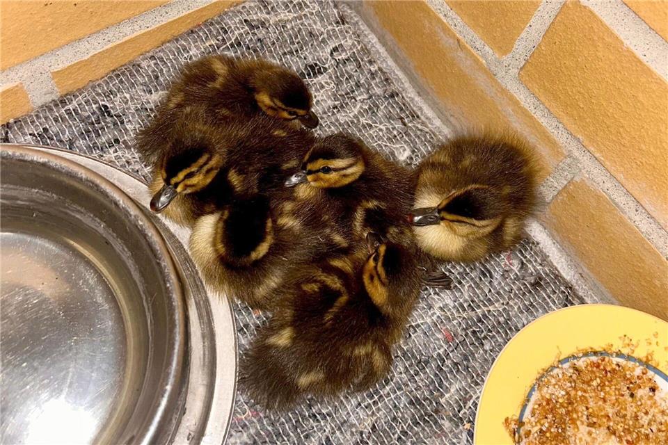 Ente gut, alles gut? Gerettete Entenküken aus dem Berliner Wedding werden nun versorgt.Polizei Berlin/dpa