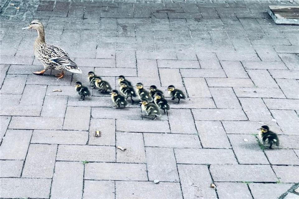 „Ente gut, alles gut“ vermeldete die Feuerwehr nach diesem Tierrettungseinsatz.Feuerwehr Dinslaken/dpa