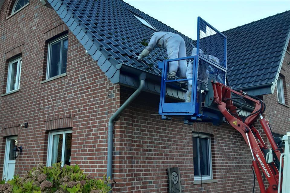 Entfernung eines Hornissen-Nestes der Asiatischen Hornisse in Velen.