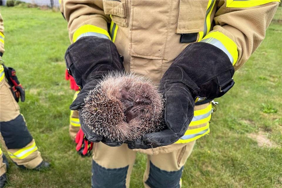 Entkräftet, aber in Sicherheit: Nach der Rettungsaktion kugelt sich der kleine Igel in den Händen eines Feuerwehrmanns ein.-/Feuerwehr Alpen/dpa