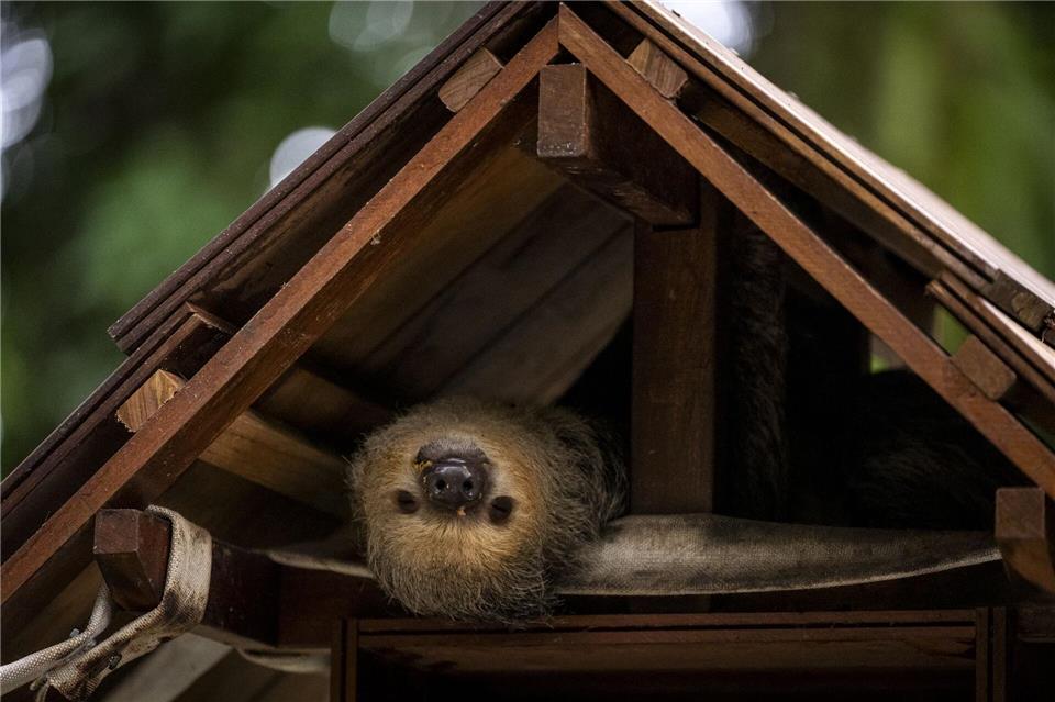 Entspannt durch den COP30: Faultiere begeistern im Emilio-Goeldi-Museum in BelemAaron Chown/PA Wire/dpa