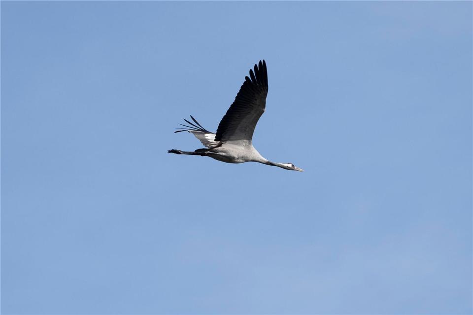 Er fliegt noch - um die 1.000 Kraniche sind an den Linumer Teichen wegen der Vogelgrippe aber bereits gestorben. Fabian Sommer/dpa