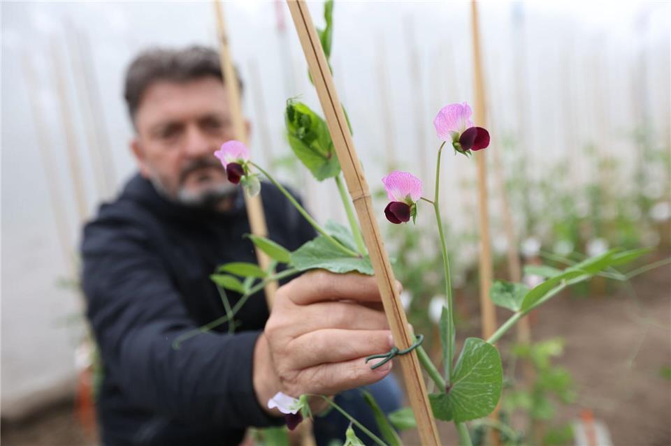 Erbsen gelten als vielversprechende Proteinquelle für Fleisch- und Milchersatzprodukte.Matthias Bein/dpa
