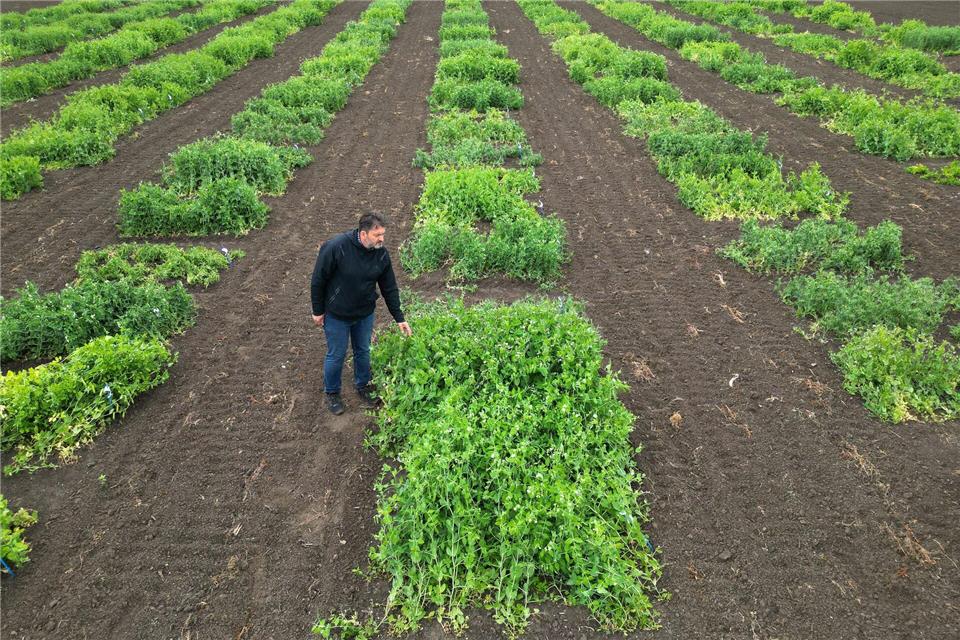 Erbsen könnten künftig eine größere Rolle in der Ernährung spielen.Matthias Bein/dpa