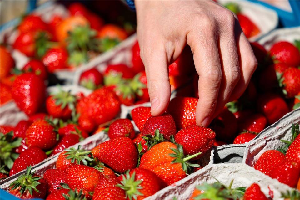 Erdbeeren gelten als ein beliebtes Dessert. (Archivbild)Christoph Reichwein/dpa