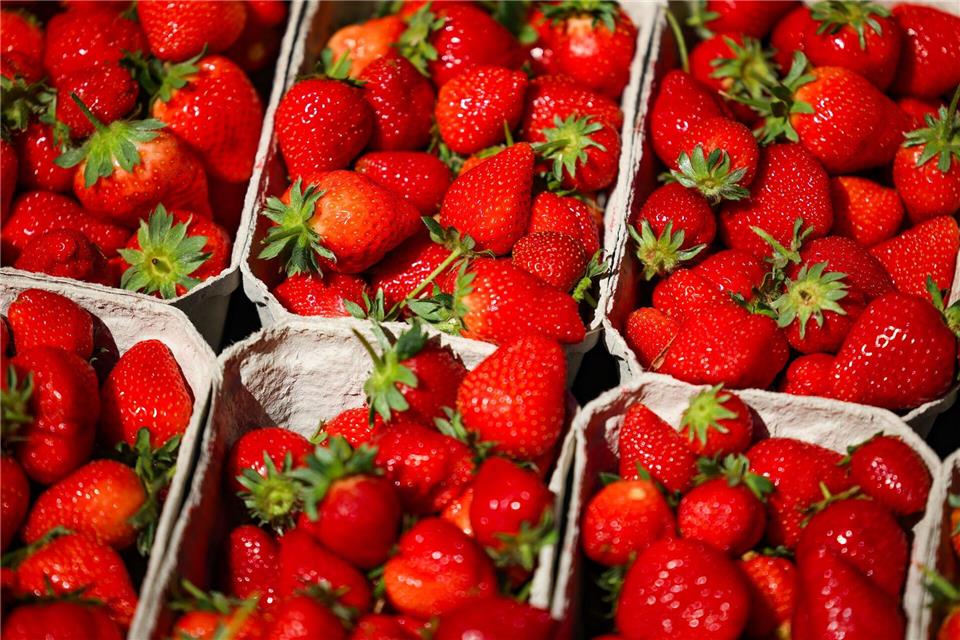 Erdbeeren liegen verkaufsfertig abgepackt in Transportboxen.Christoph Reichwein/dpa