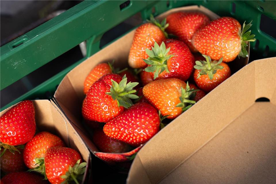 Erdbeeren liegen während der Ernte in Schalen.Julian Stratenschulte/dpa