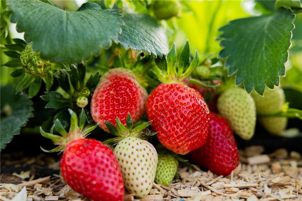 Erdbeeren reifen nach der Ernte nicht nach. (Archivfoto)Rolf Vennenbernd/dpa