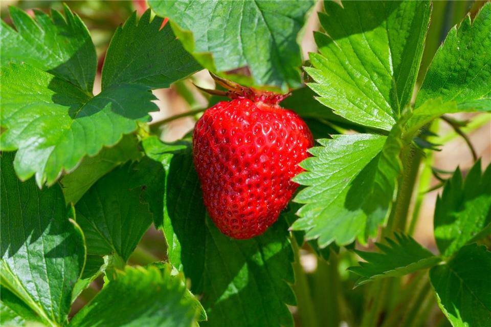 Erdbeeren selbst pflücken sei in Mode, meinte der Vizepräsident des Gartenbauverbandes Berlin-Brandenburg, Thomas Bröcker. (Symbolbild) Soeren Stache/dpa/ZB