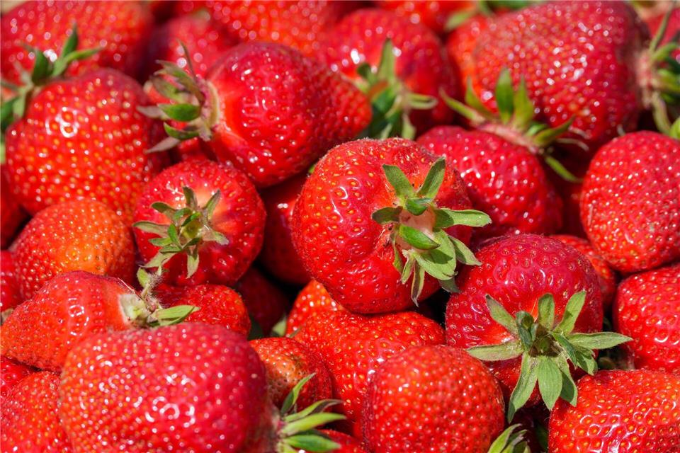 Erdbeeren verschwunden: Was wollen die Diebe gleich mit mehreren Kisten und warum blieb ein Teil der begehrten Früchte auf einem Parkplatz zurück? (Symbolbild)Soeren Stache/dpa