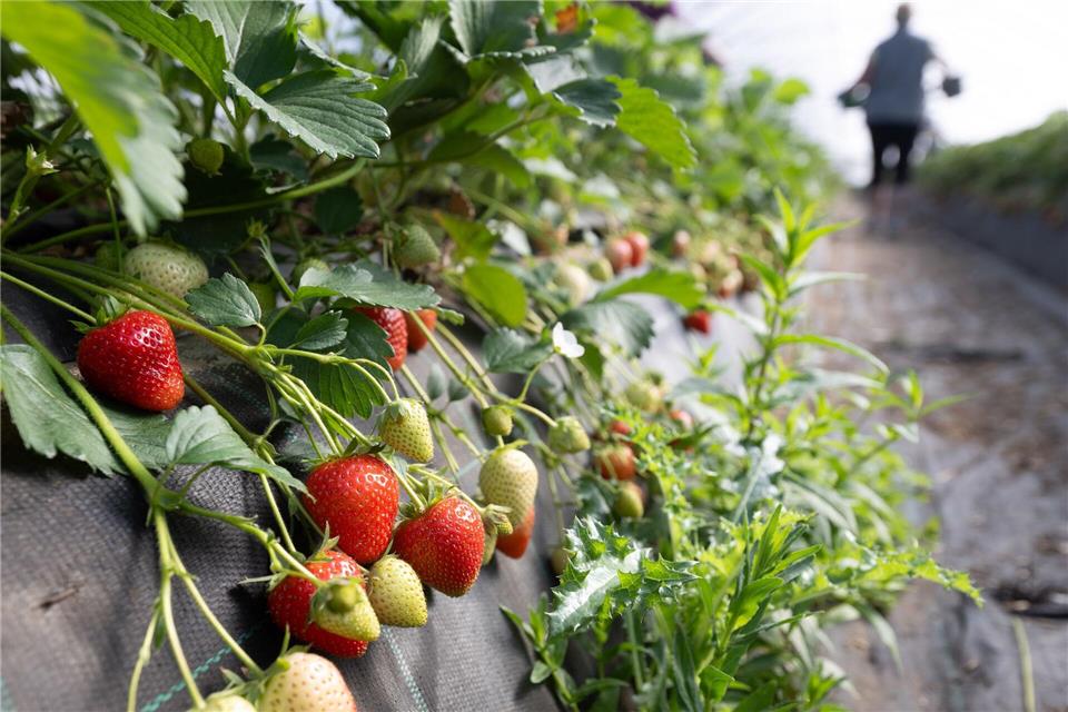 Erdbeeren wachsen in einem Folientunnel auf dem Spargel- und Beerenhof Heuer in der Region Hannover.Julian Stratenschulte/dpa