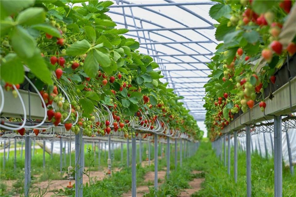 Erdbeeren werden zunehmend auf Körperhöhe angebaut - ein Vorteil im Wettbewerb um die umworbenen Erntehelfer. (Archivbild)Patrick Pleul/dpa