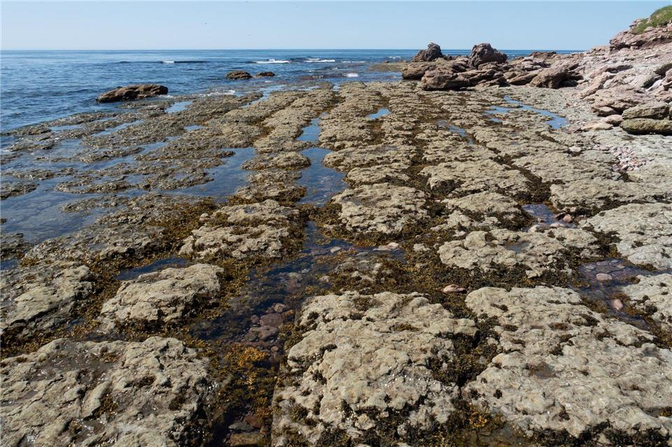 Erdgeschichtlicher Ursprung am Äquator: Das Fleckenriff unterhalb des Leuchtturms Point Amour ist 530 Millionen Jahre alt.Andreas Drouve/dpa-tmn