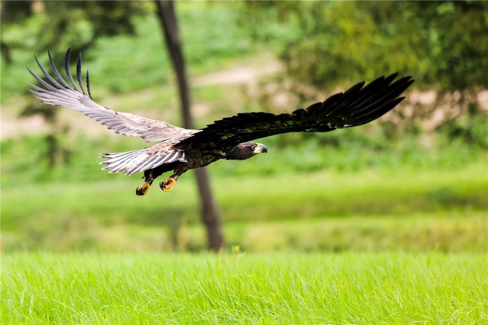 Erfolg für den Naturschutz: Drei Paare der äußerst seltenen Seeadler haben in NRW erfolgreich gebrütet und sieben Jungvögel großgezogen.  (Symbolfoto) Frank Molter/dpa