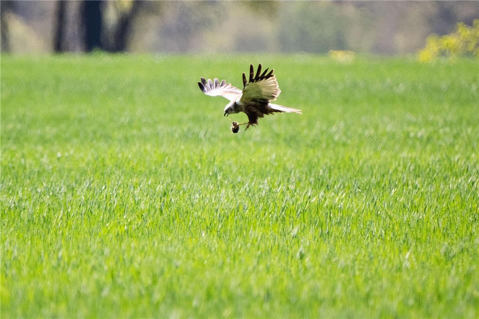 Erfolgreiche MäusejagdJulian Stratenschulte/dpa