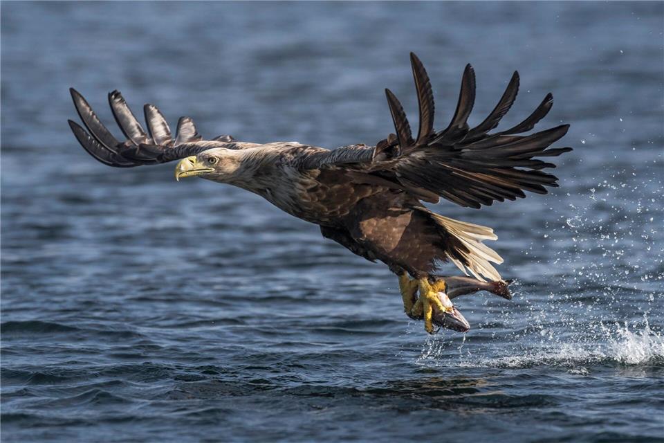 Erfolgreicher Griff: Ein ausgewachsener Seeadler Nationalpark Nieuw Land hat gerade einen Fisch gefangen.Bert Ooms/Visit Flevoland/dpa-tmn