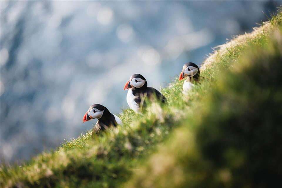 Erkennungsmerkmal roter Schnabel: Papageientaucher sind auf den Färöer-Inseln heimisch.Thrainn Kolbeinsson/@thrainnko/Faroephoto.com/dpa-tmn