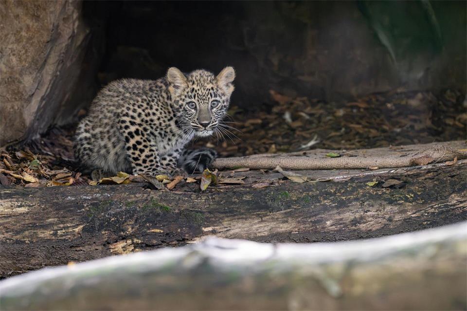 Erkundet das Außengehege: Leopardenjungtier Arya.Hans Feller/Kölner Zoo/dpa