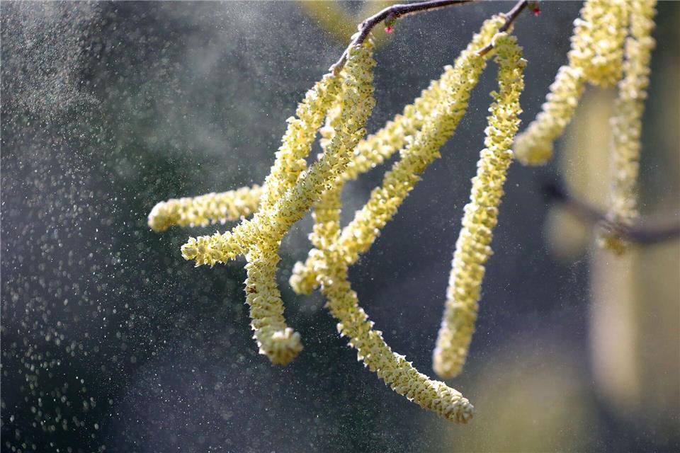 Erlen- und Haselpollen fliegen schon. (Symbolbild)Wolfgang Kumm/dpa