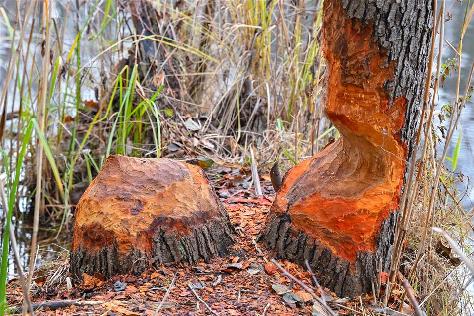Erlen wurden von einem Biber angenagt. Patrick Pleul/dpa/ZB
