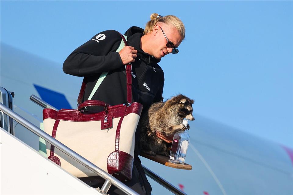 Erling Haaland und sein Waschbär.Jan Langhaug/NTB Scanpix/AP/dpa