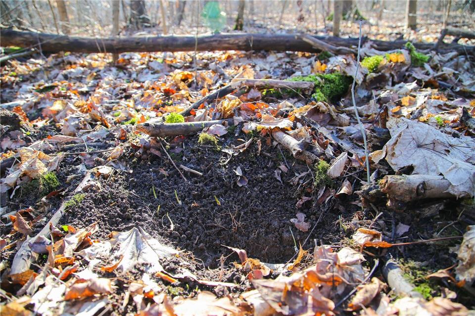 Erneut Bärlauch-Diebe in der Leipziger Region gefasst. (Symbolbild)Tobias Junghannß/dpa