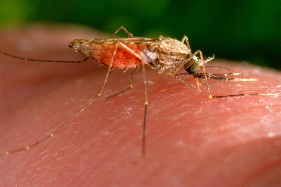 Erneut erkrankten Menschen in Frankfurt an Malaria. (Symbolbild)James Gathany/AP/dpa