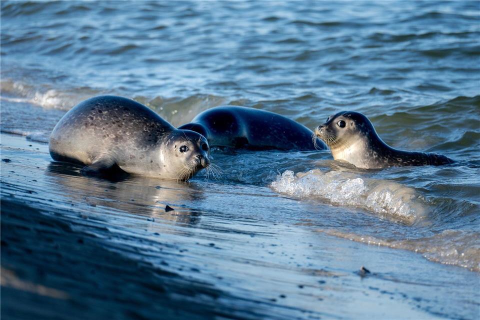 Ernie, Lucy und Tiffy wurden per Schiff zur ostfriesischen Insel Juist gebracht und dort ausgesetzt.Hauke-Christian Dittrich/dpa
